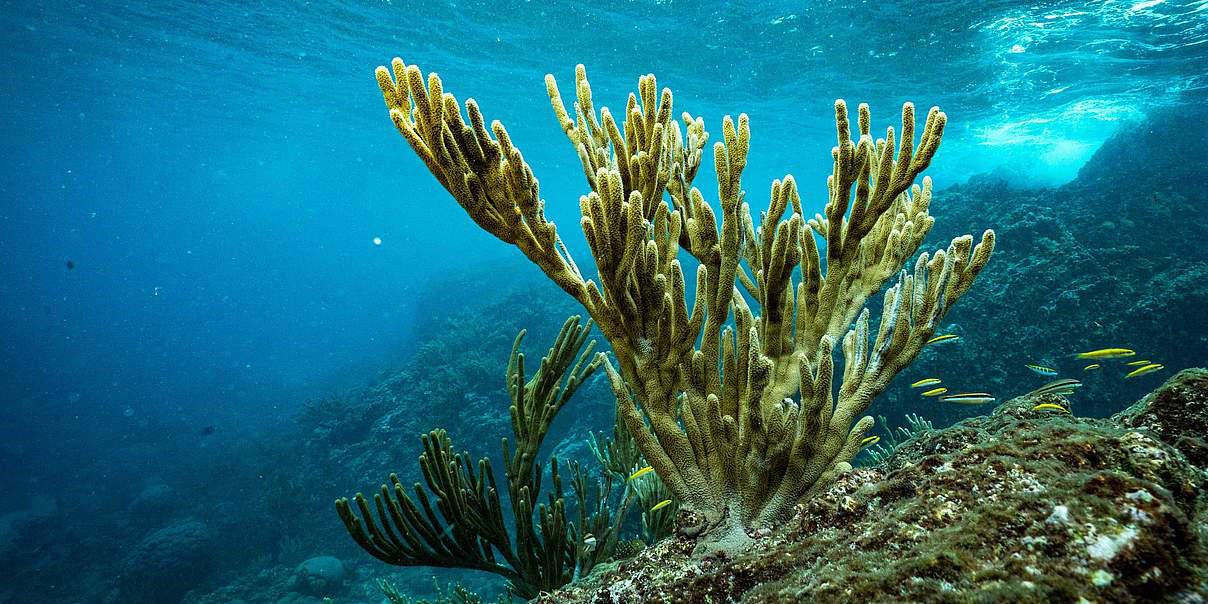 What is Freshwater Sponge